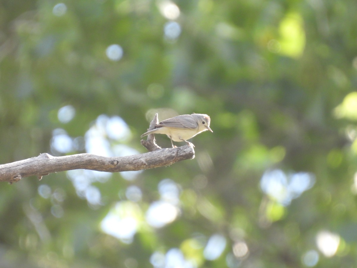 Lucy's Warbler - ML617937408