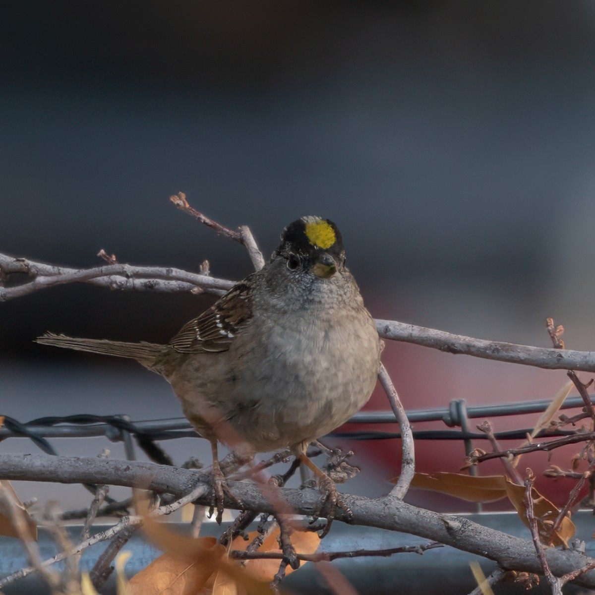 Golden-crowned Sparrow - ML617937417