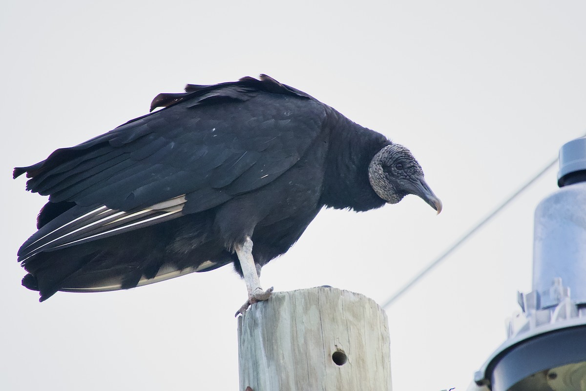 Black Vulture - Gary Bloomfield