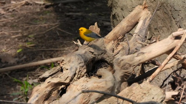 Prothonotary Warbler - ML617937446