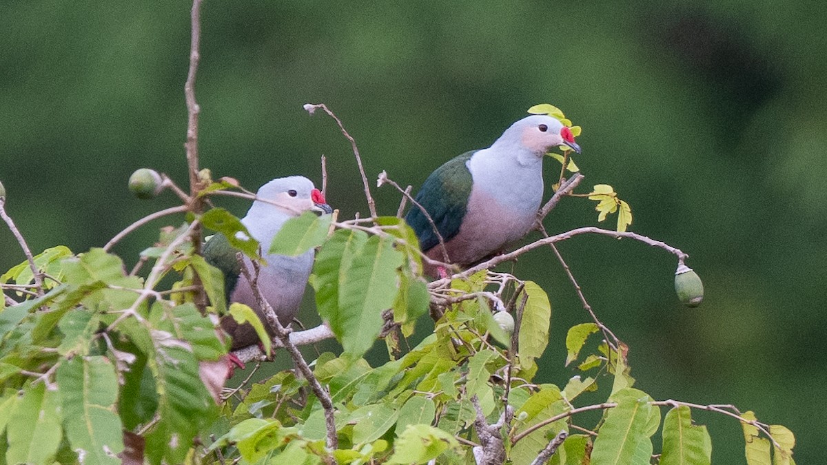 Red-knobbed Imperial-Pigeon - ML617937497