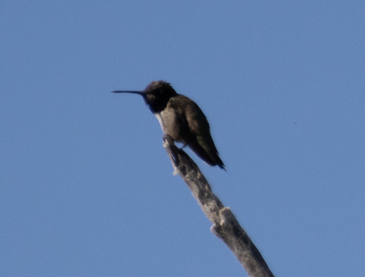 Black-chinned Hummingbird - ML617937512