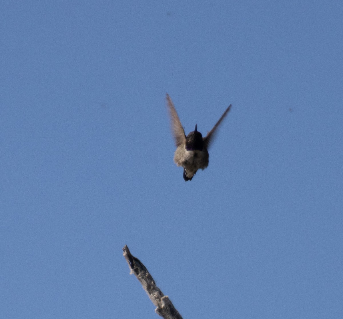 Black-chinned Hummingbird - ML617937514