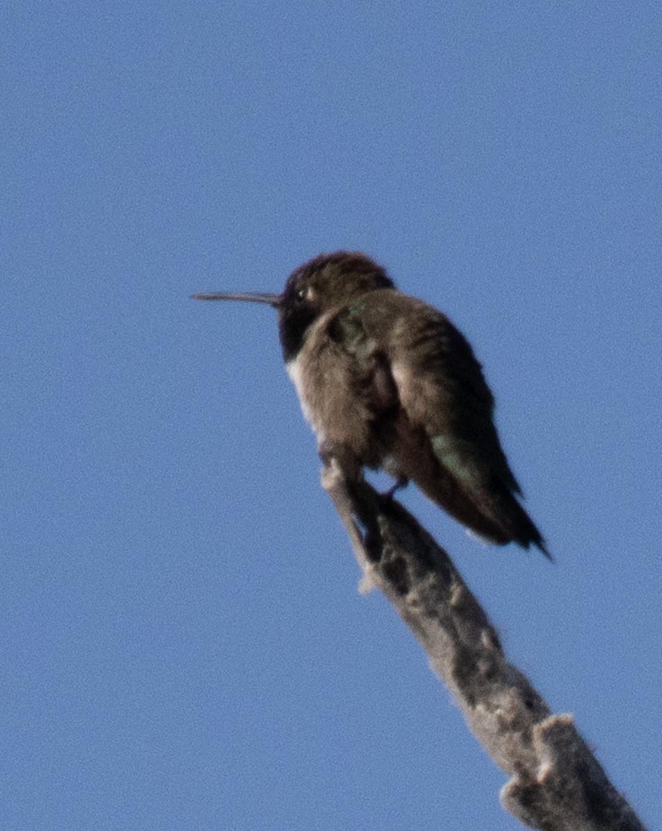 Black-chinned Hummingbird - ML617937515