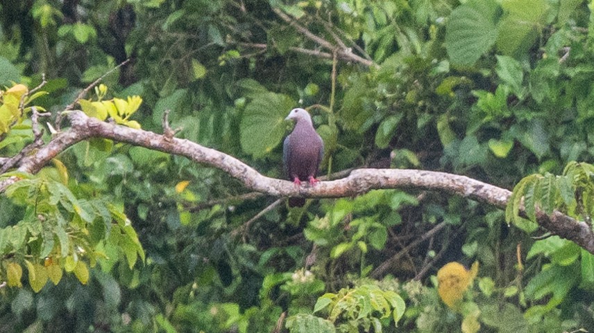 Chestnut-bellied Imperial-Pigeon - ML617937557