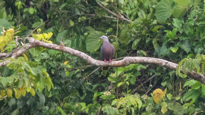 Chestnut-bellied Imperial-Pigeon - ML617937558