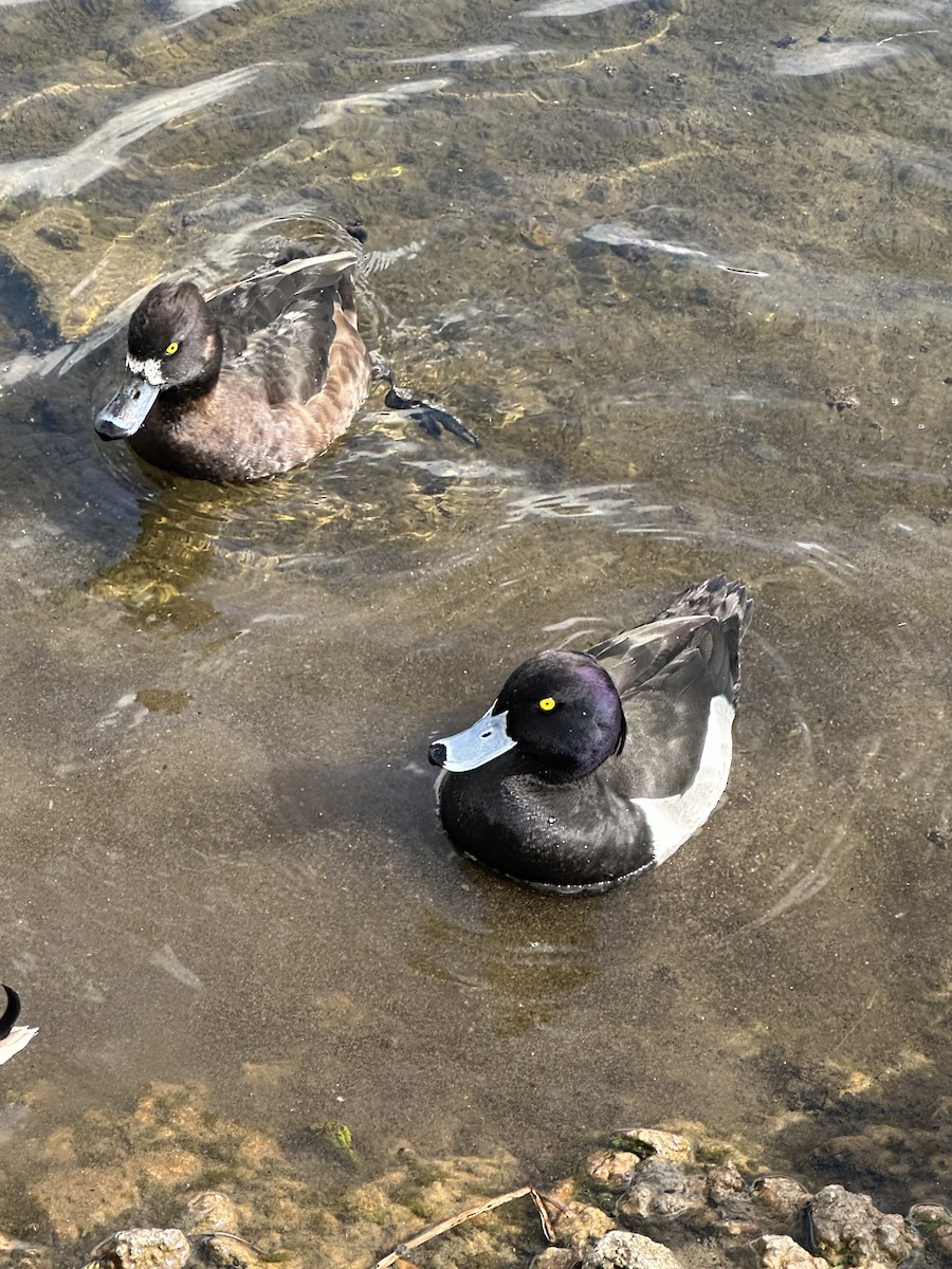 Tufted Duck - ML617937559