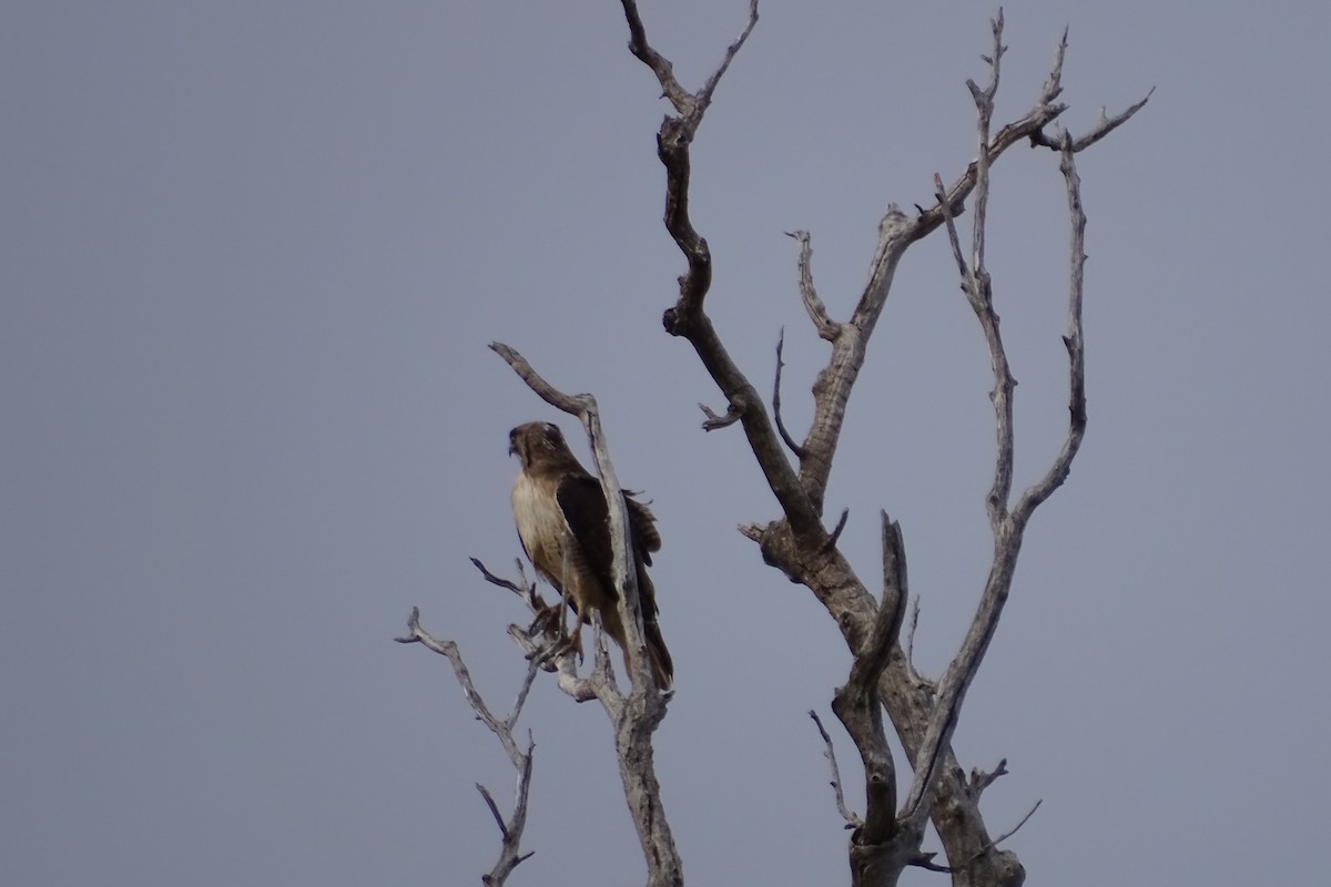Red-tailed Hawk - ML617937572