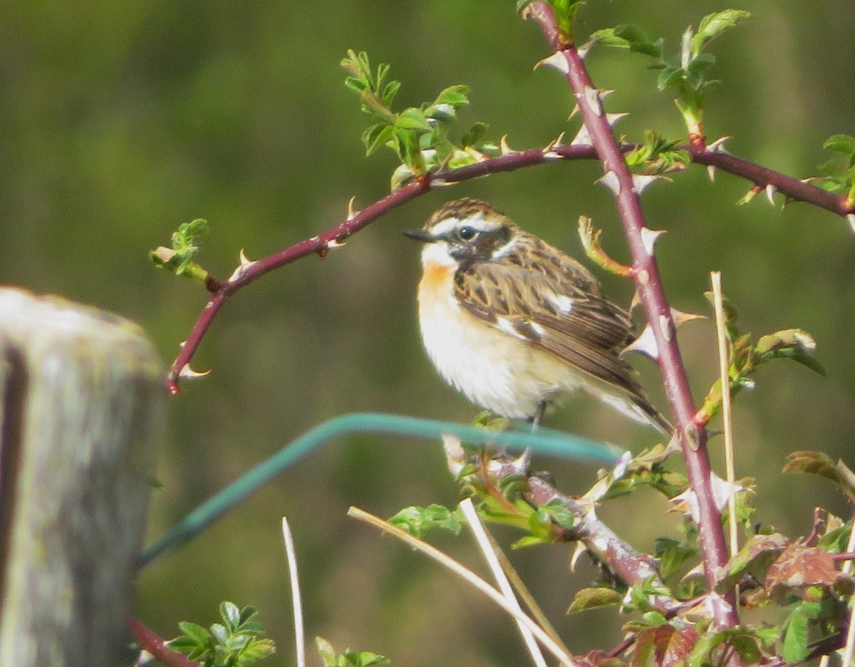 Whinchat - ML617937573