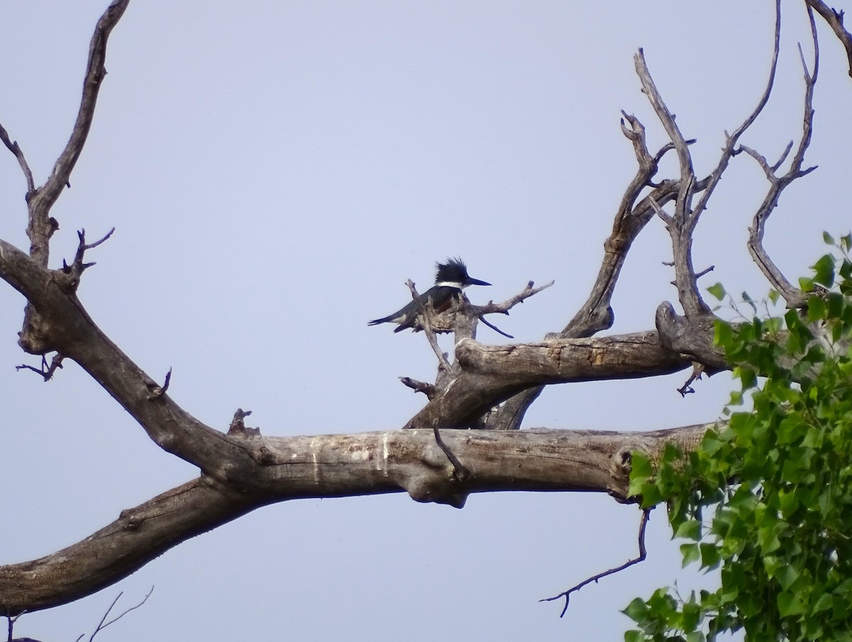 Belted Kingfisher - ML617937598