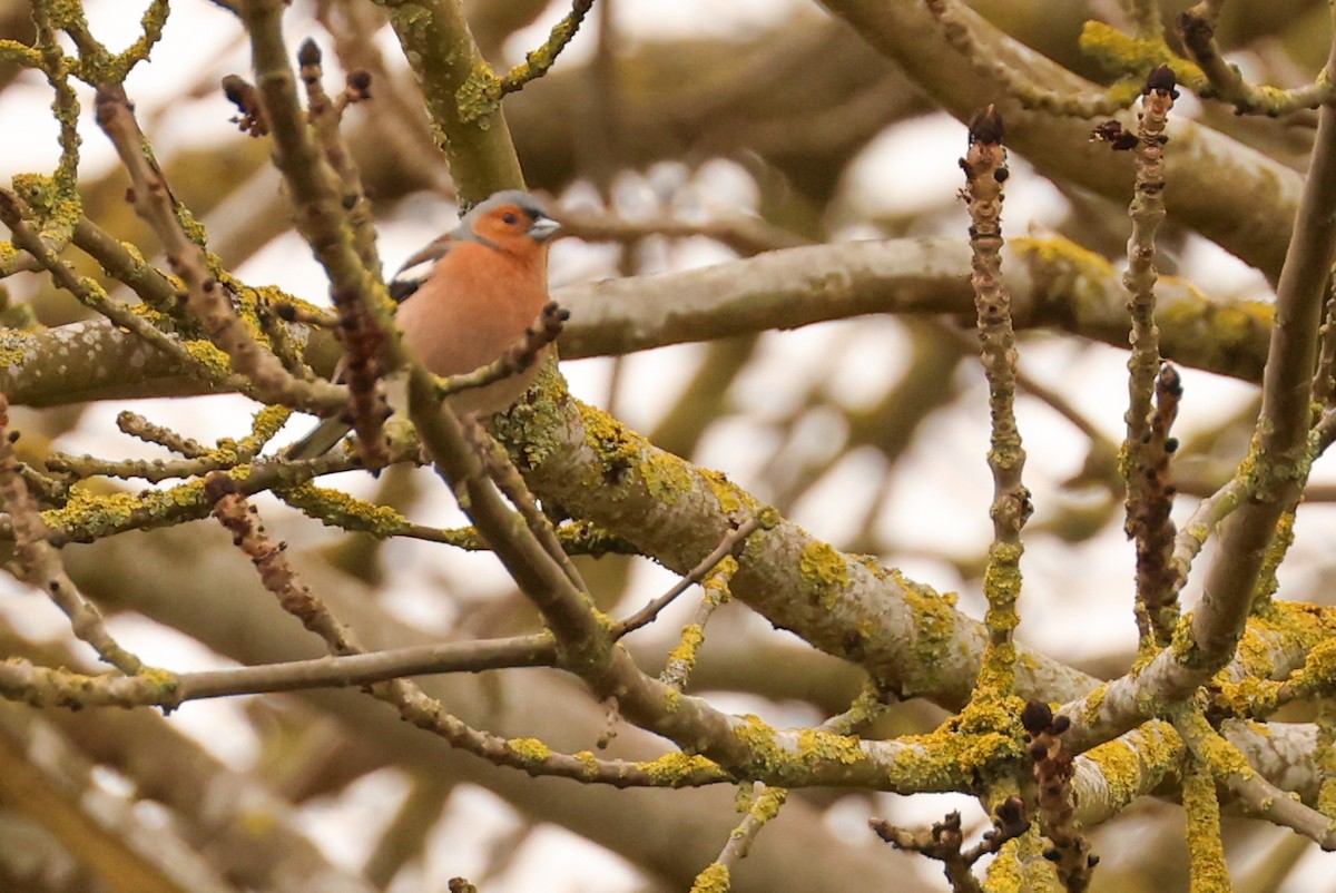 Common Chaffinch - Ian Somerville