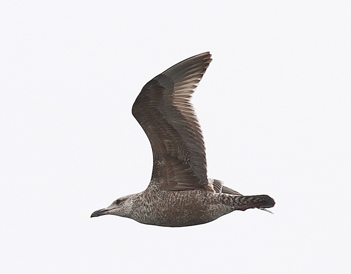 Herring Gull (American) - Brian Cox