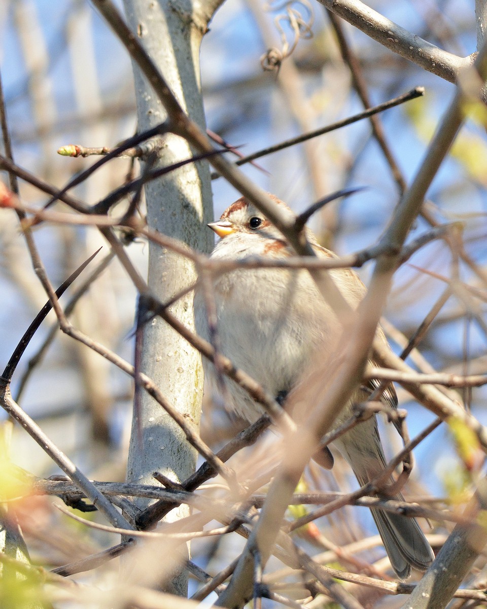American Tree Sparrow - ML617937660