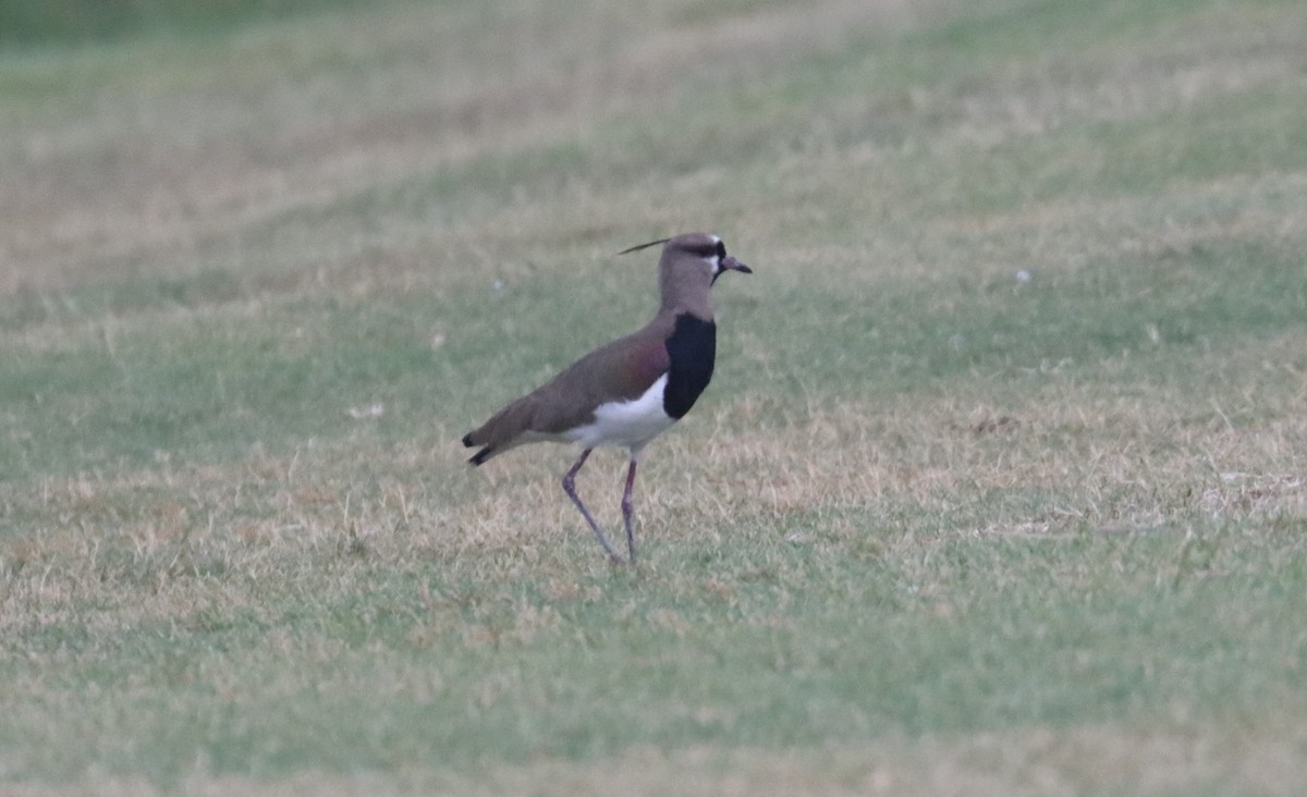 Southern Lapwing - Greg Cook