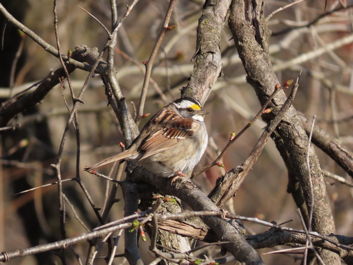 White-throated Sparrow - ML617937673