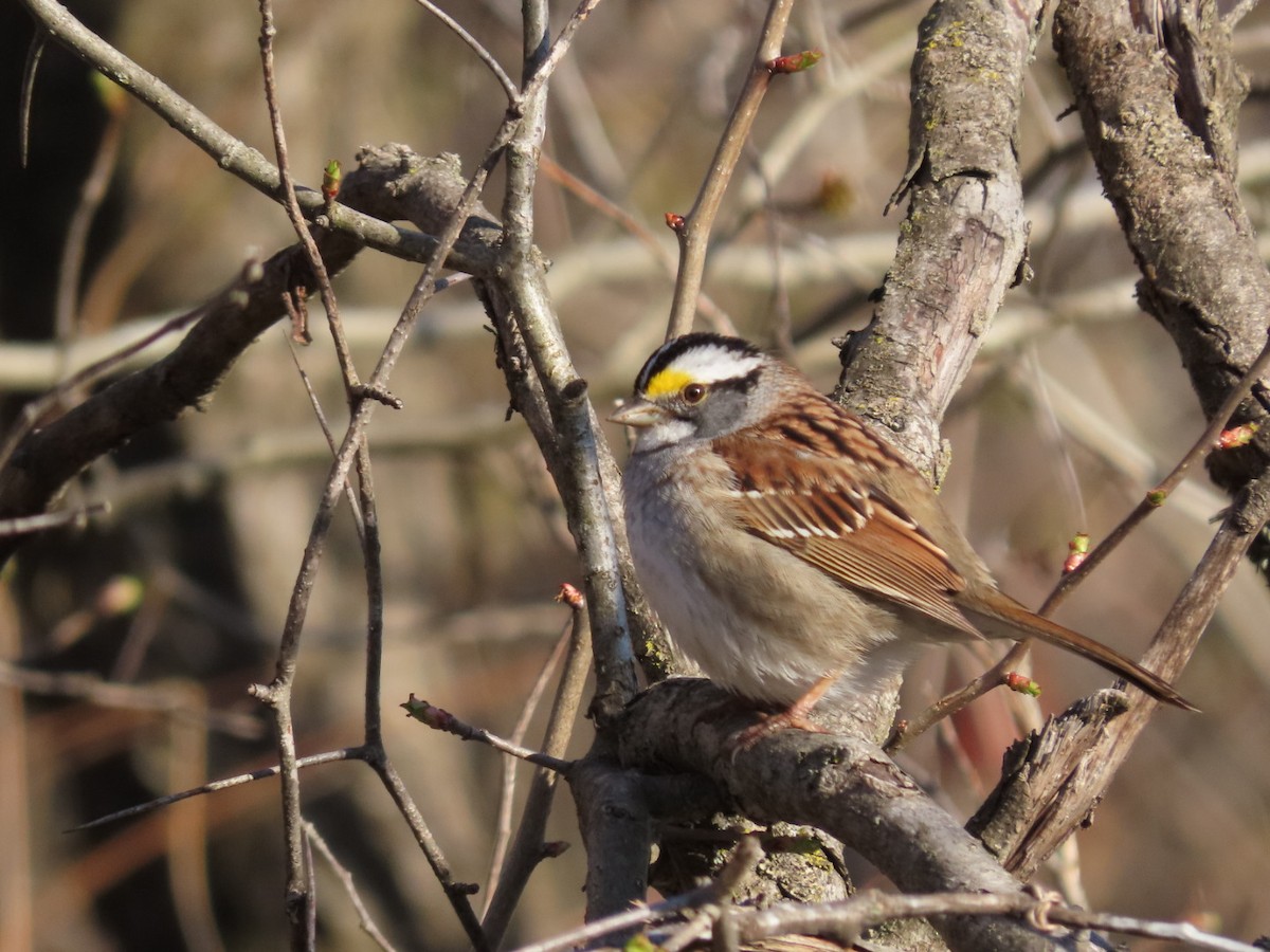White-throated Sparrow - ML617937674