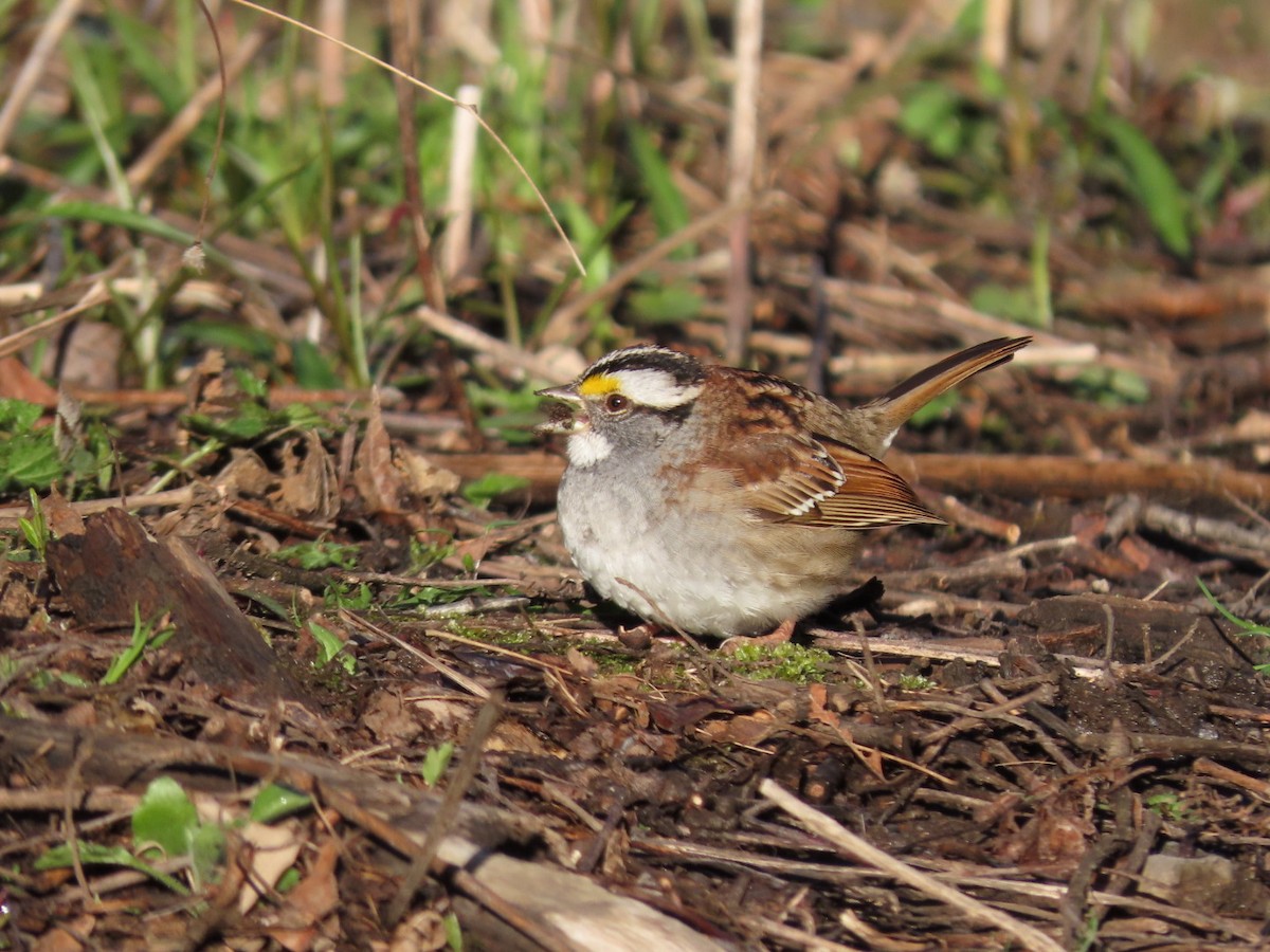 White-throated Sparrow - Tania Mohacsi