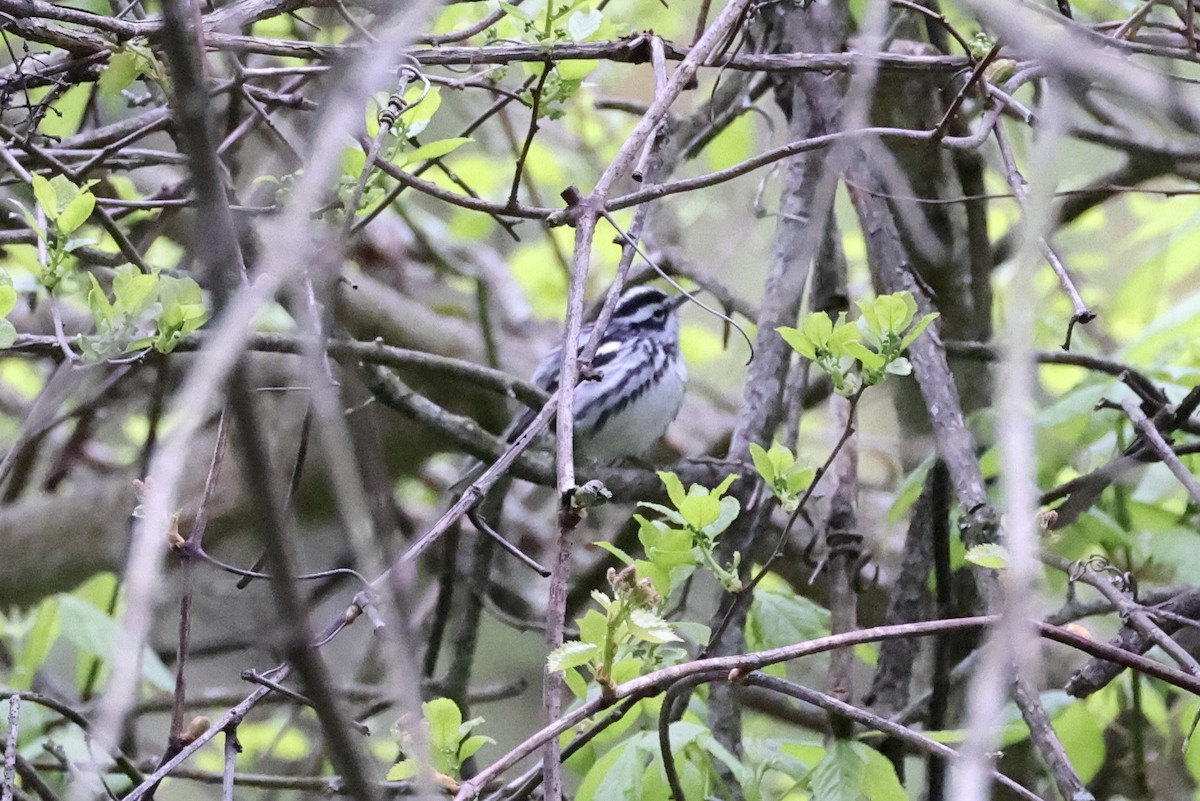 Black-and-white Warbler - ML617937677