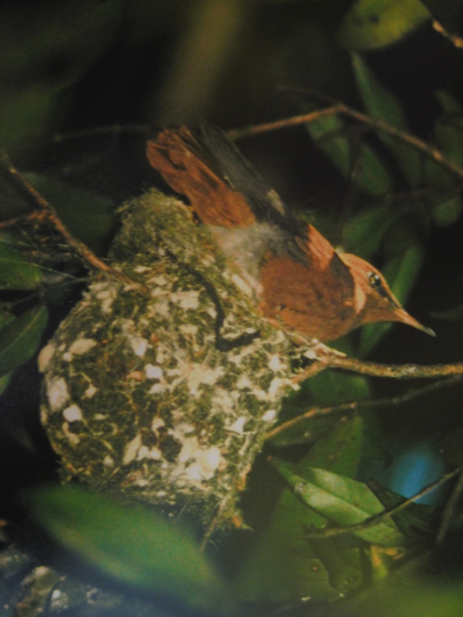 kolibřík fernandezský - ML617937683