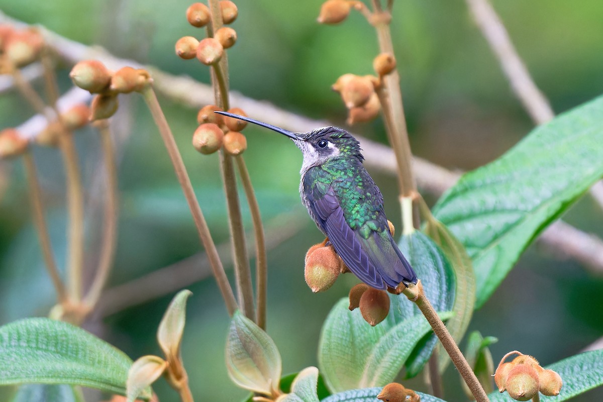 Talamanca Hummingbird - Zbigniew Wnuk