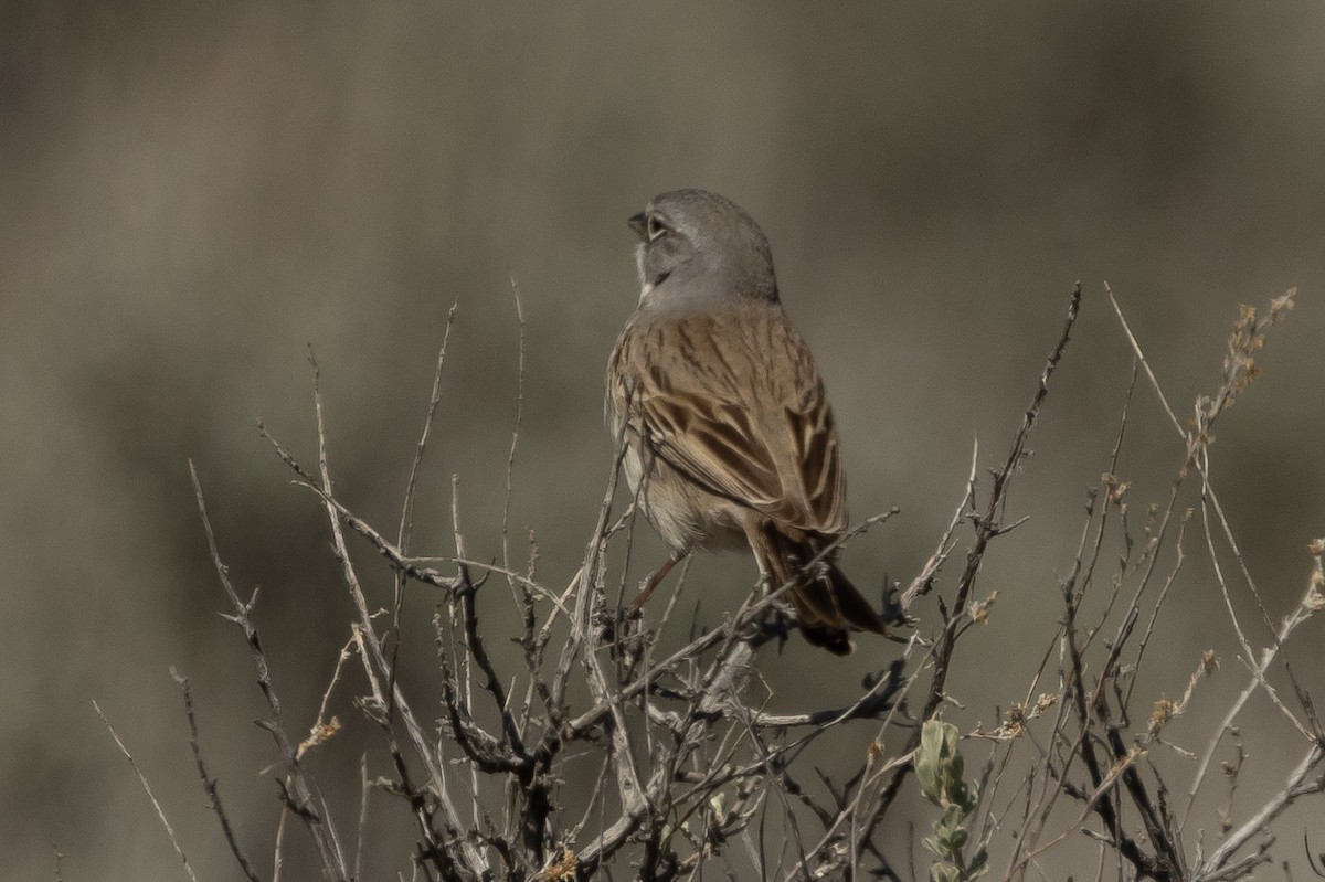 Sagebrush Sparrow - ML617937690
