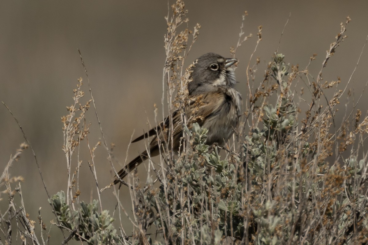 Sagebrush Sparrow - ML617937691