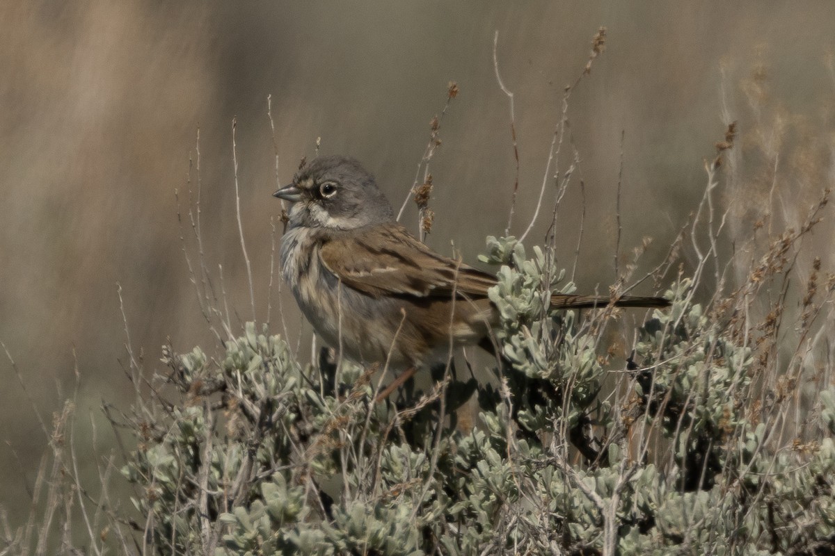 Sagebrush Sparrow - ML617937693