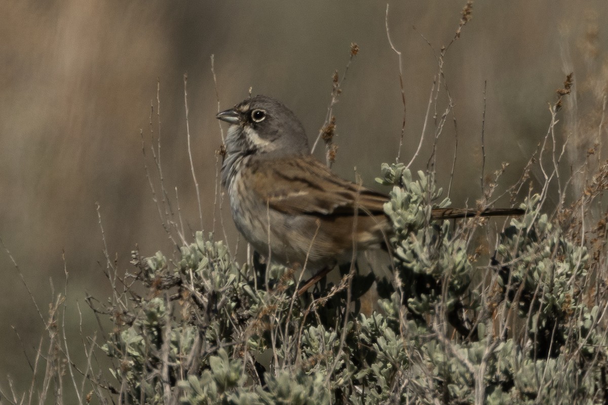 Sagebrush Sparrow - ML617937694