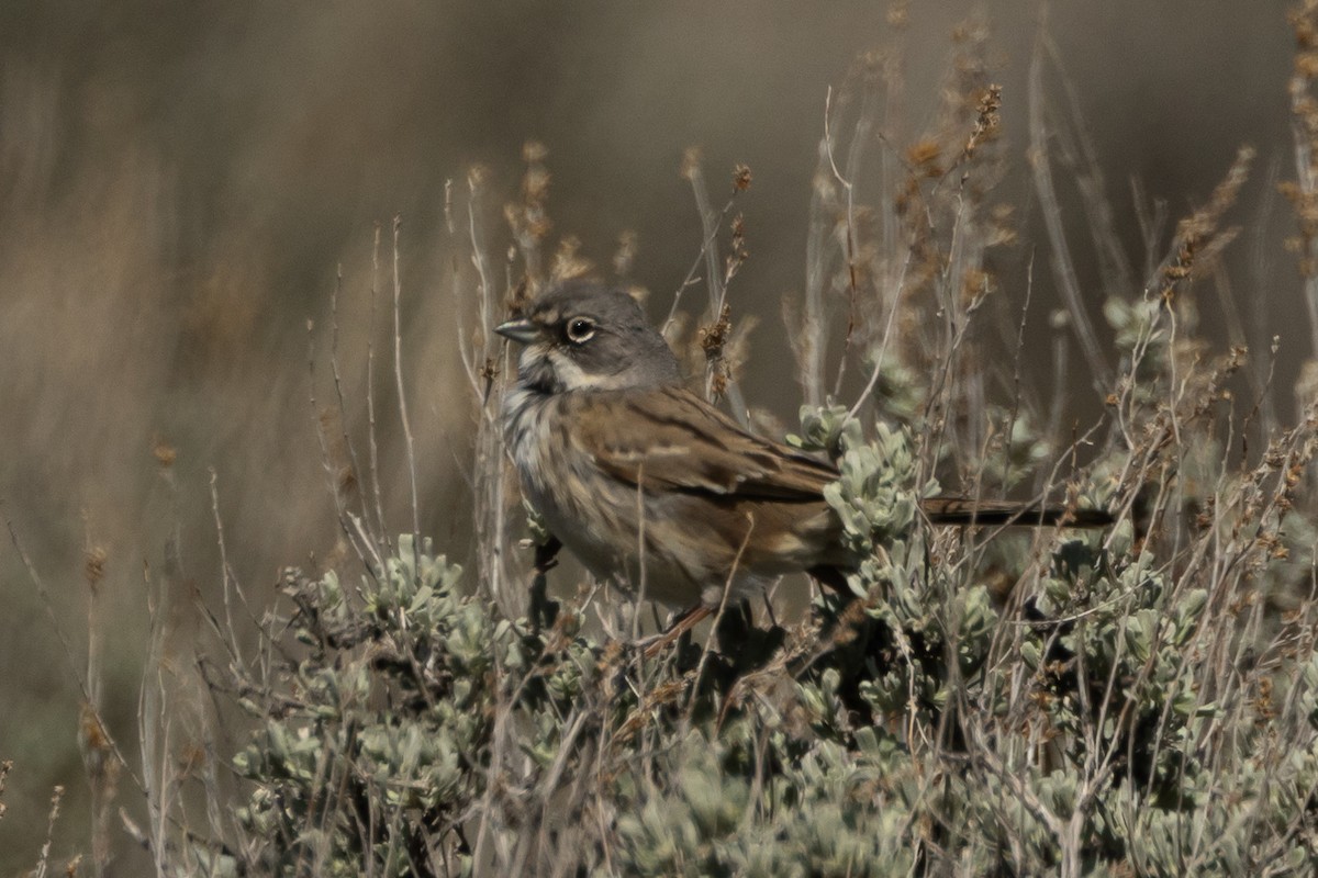 Sagebrush Sparrow - ML617937695
