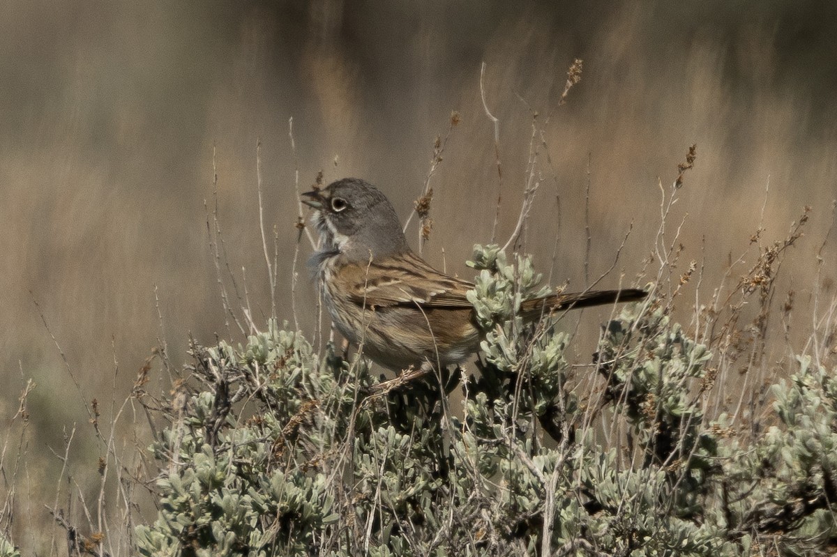 Sagebrush Sparrow - Robert Raffel