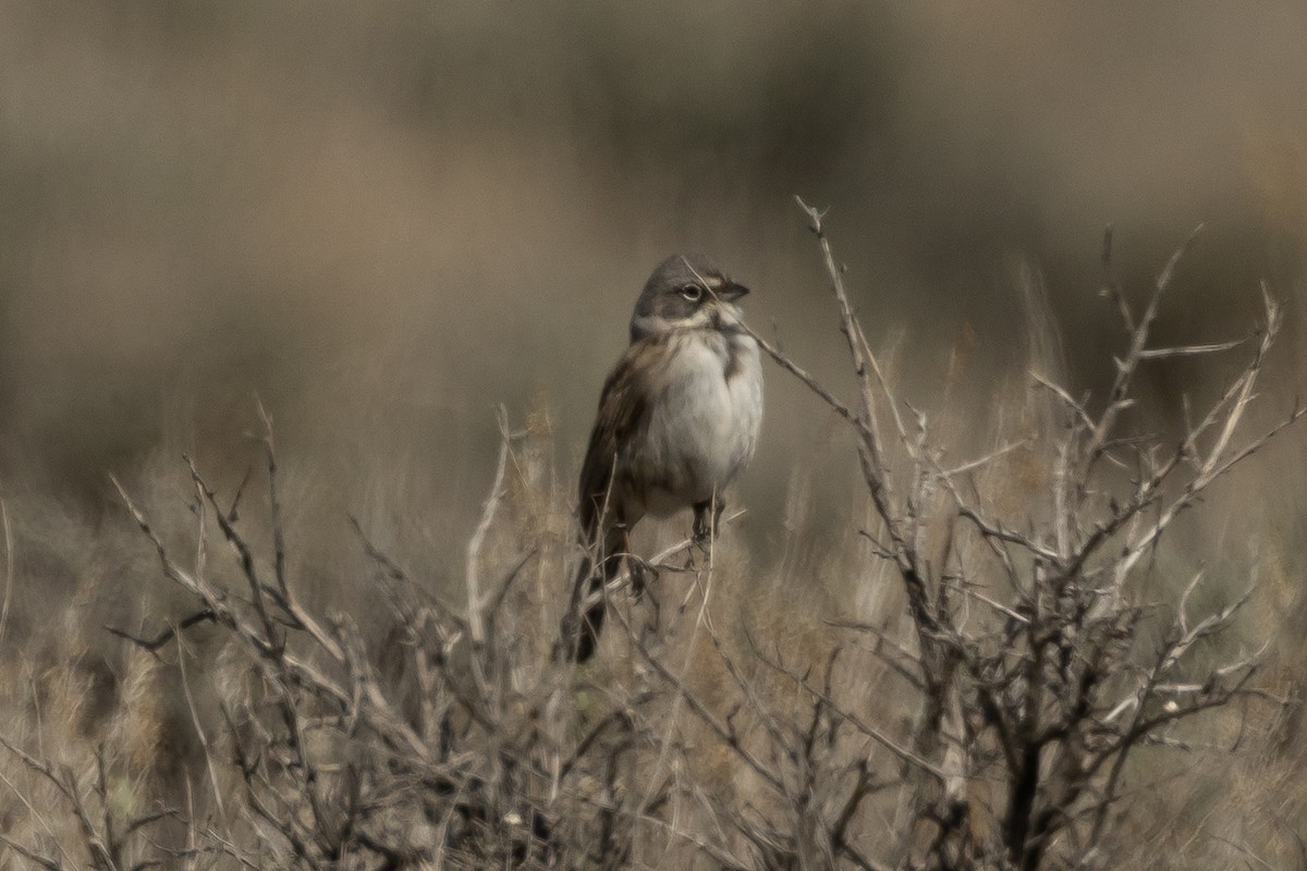 Sagebrush Sparrow - Robert Raffel