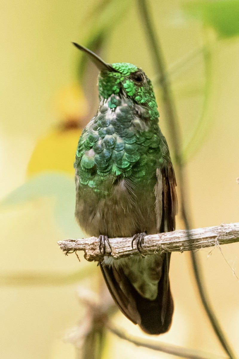 Berylline Hummingbird - Scott Young