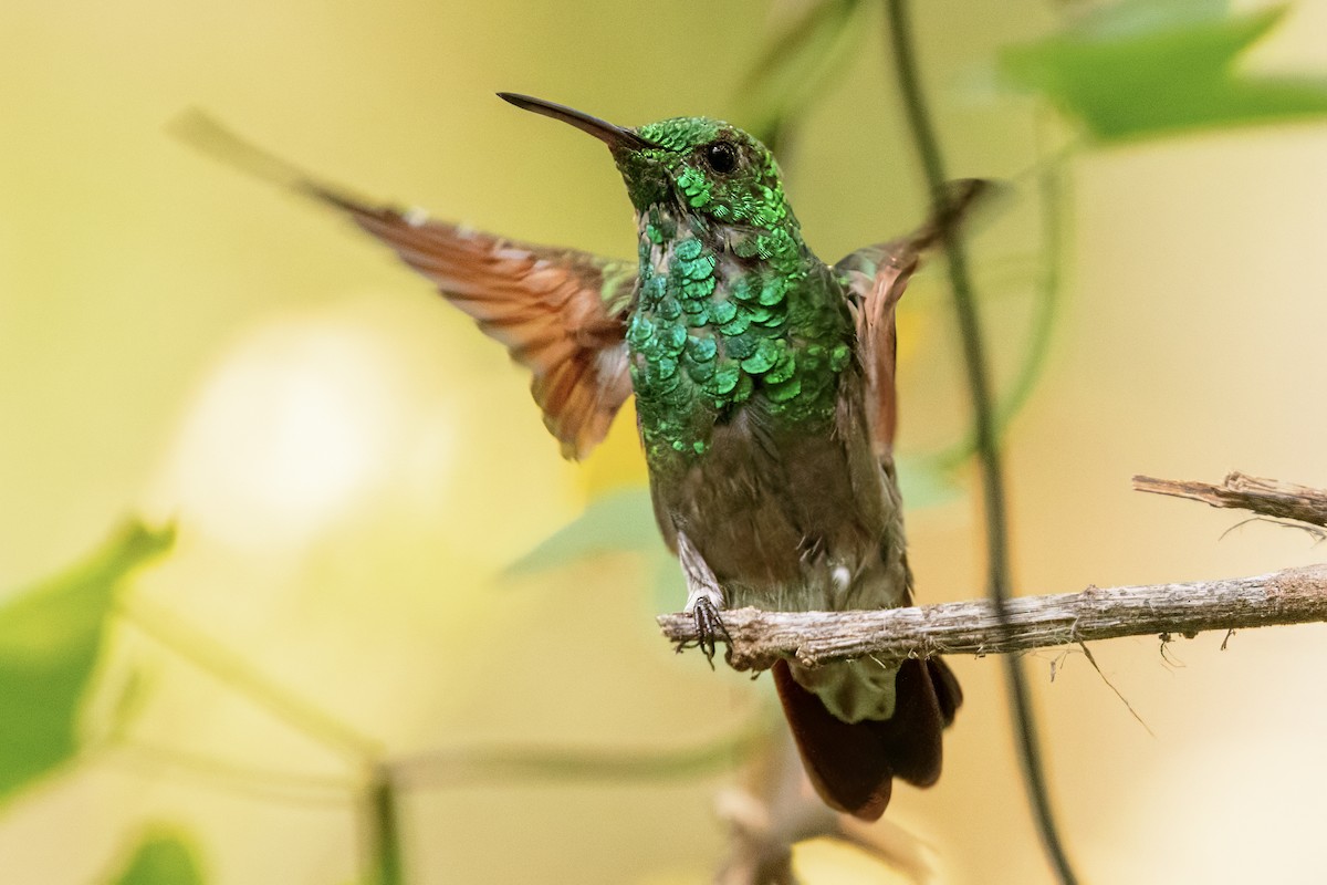 Berylline Hummingbird - Scott Young