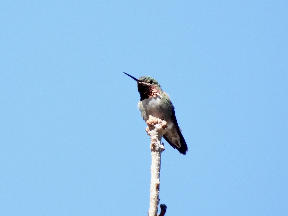 Broad-tailed Hummingbird - ML617937774