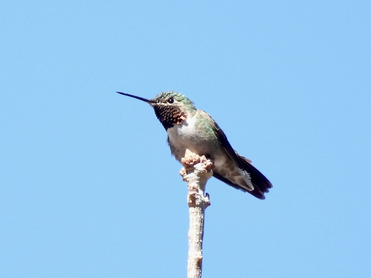Broad-tailed Hummingbird - ML617937786