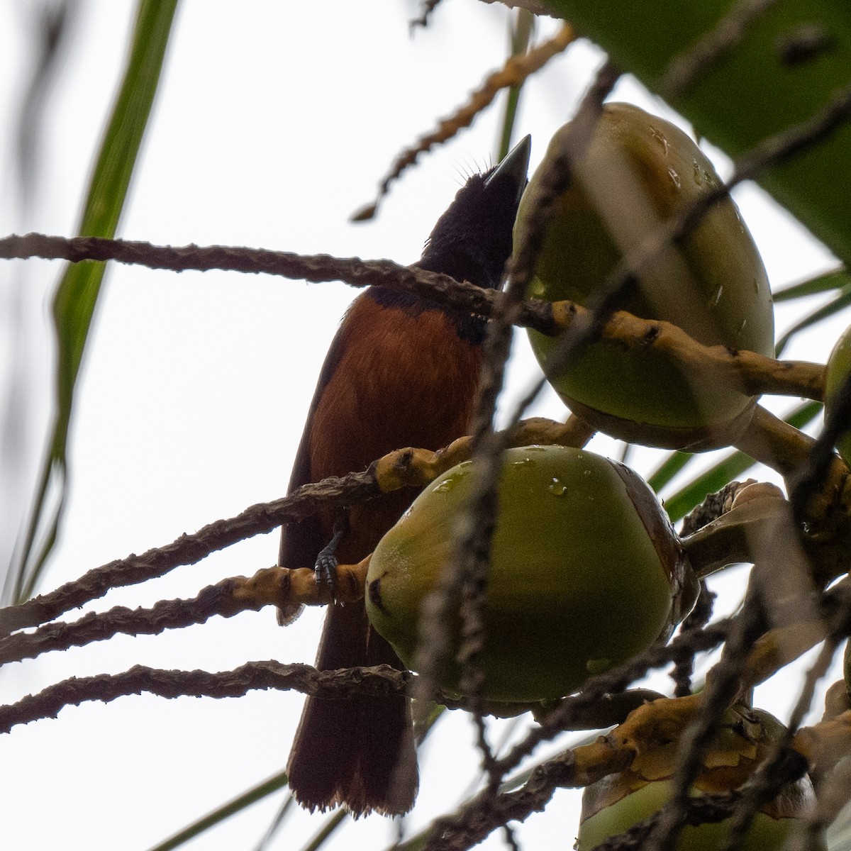 Chestnut-bellied Monarch (Makira) - ML617937803