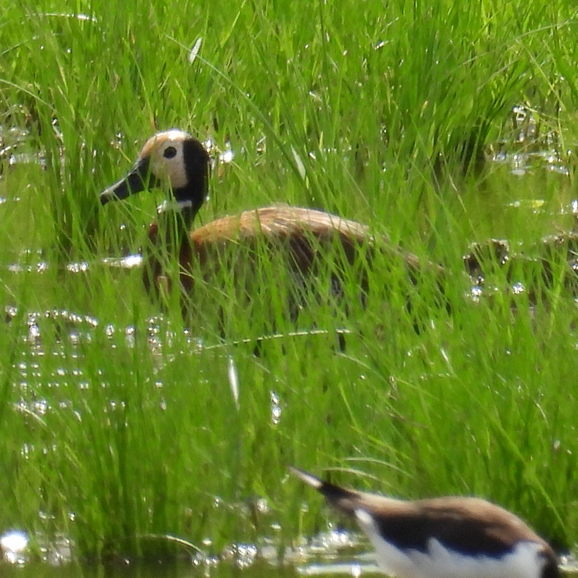 White-faced Whistling-Duck - Robb Brumfield