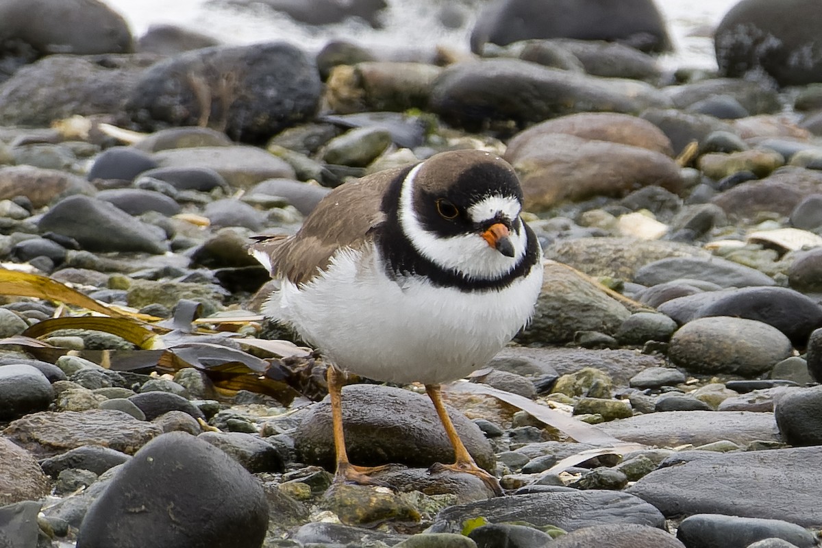 Semipalmated Plover - ML617937814