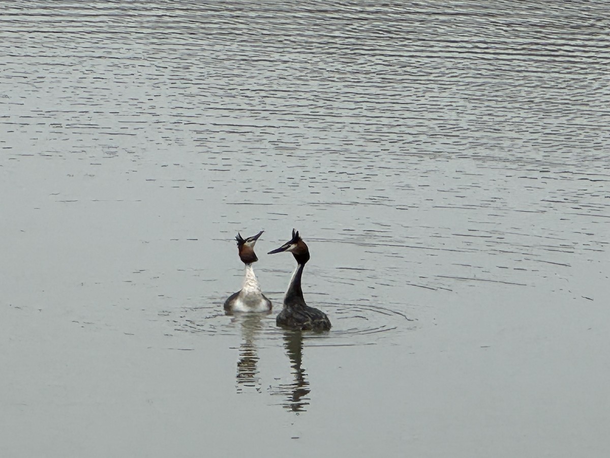 Great Crested Grebe - ML617937889