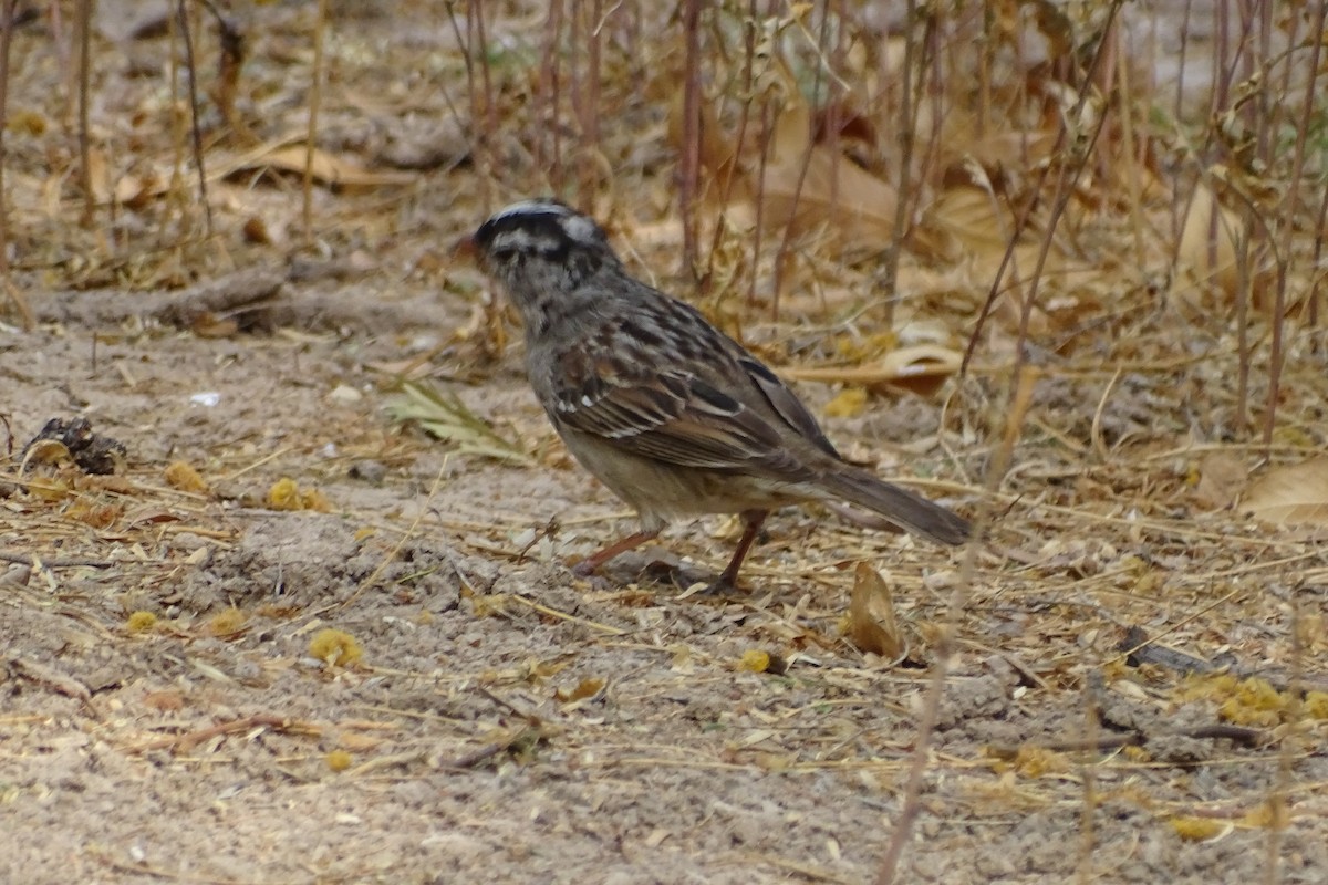 White-crowned Sparrow - Madeline  Garcia