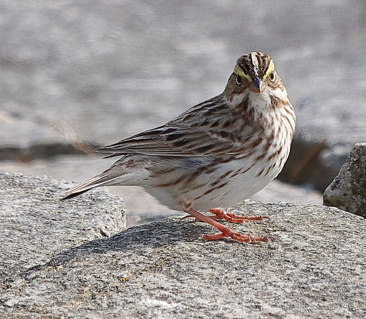 Savannah Sparrow - ML617937921
