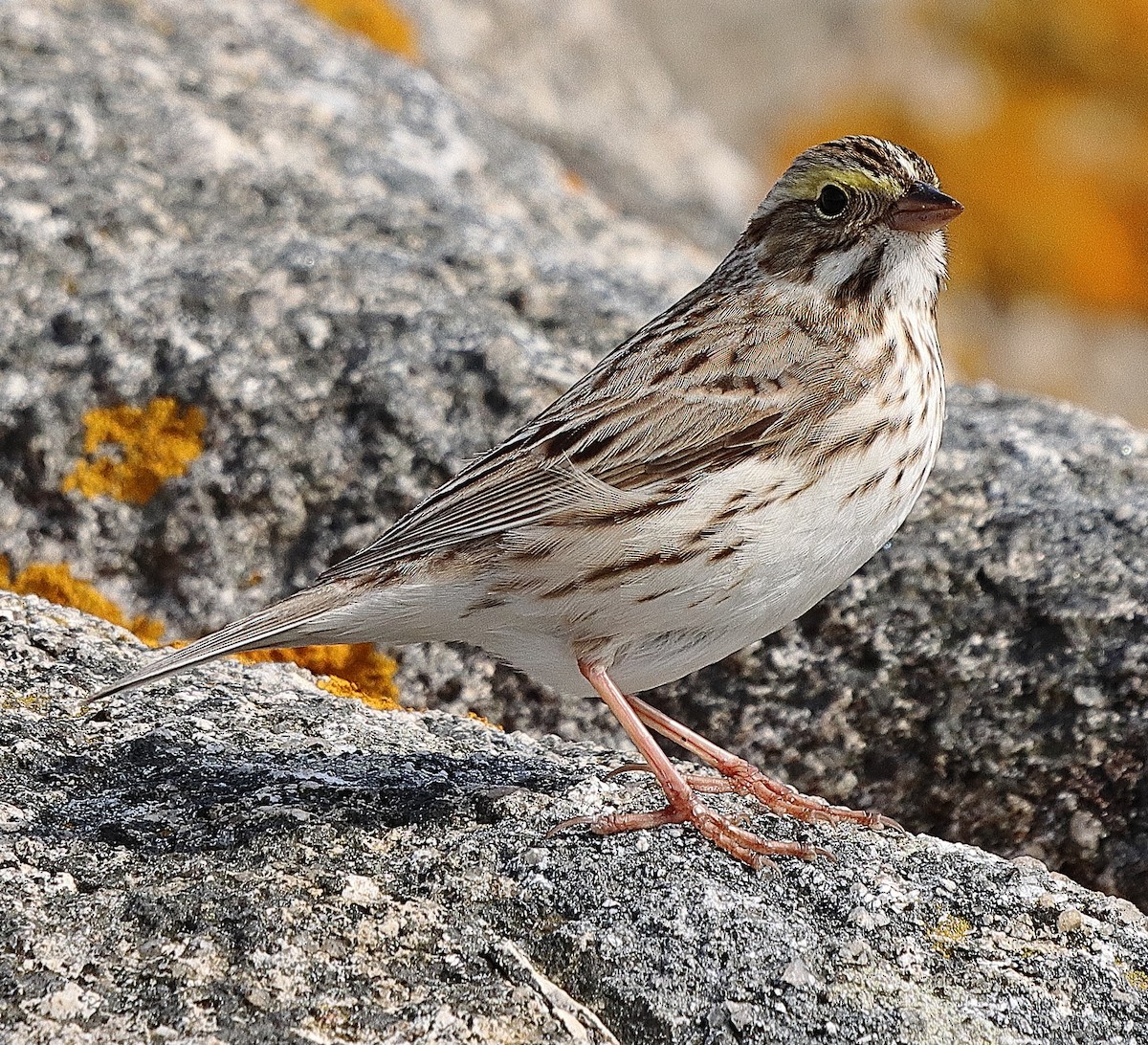 Savannah Sparrow - ML617937924