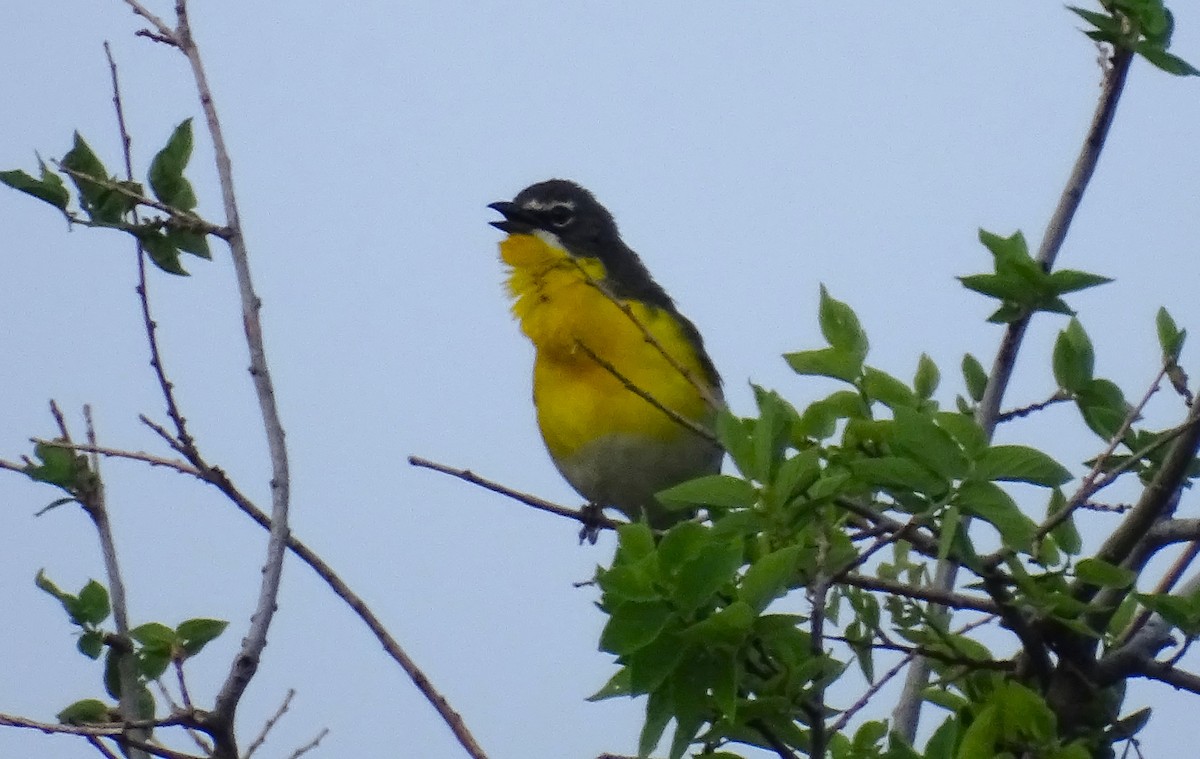 Yellow-breasted Chat - ML617937946