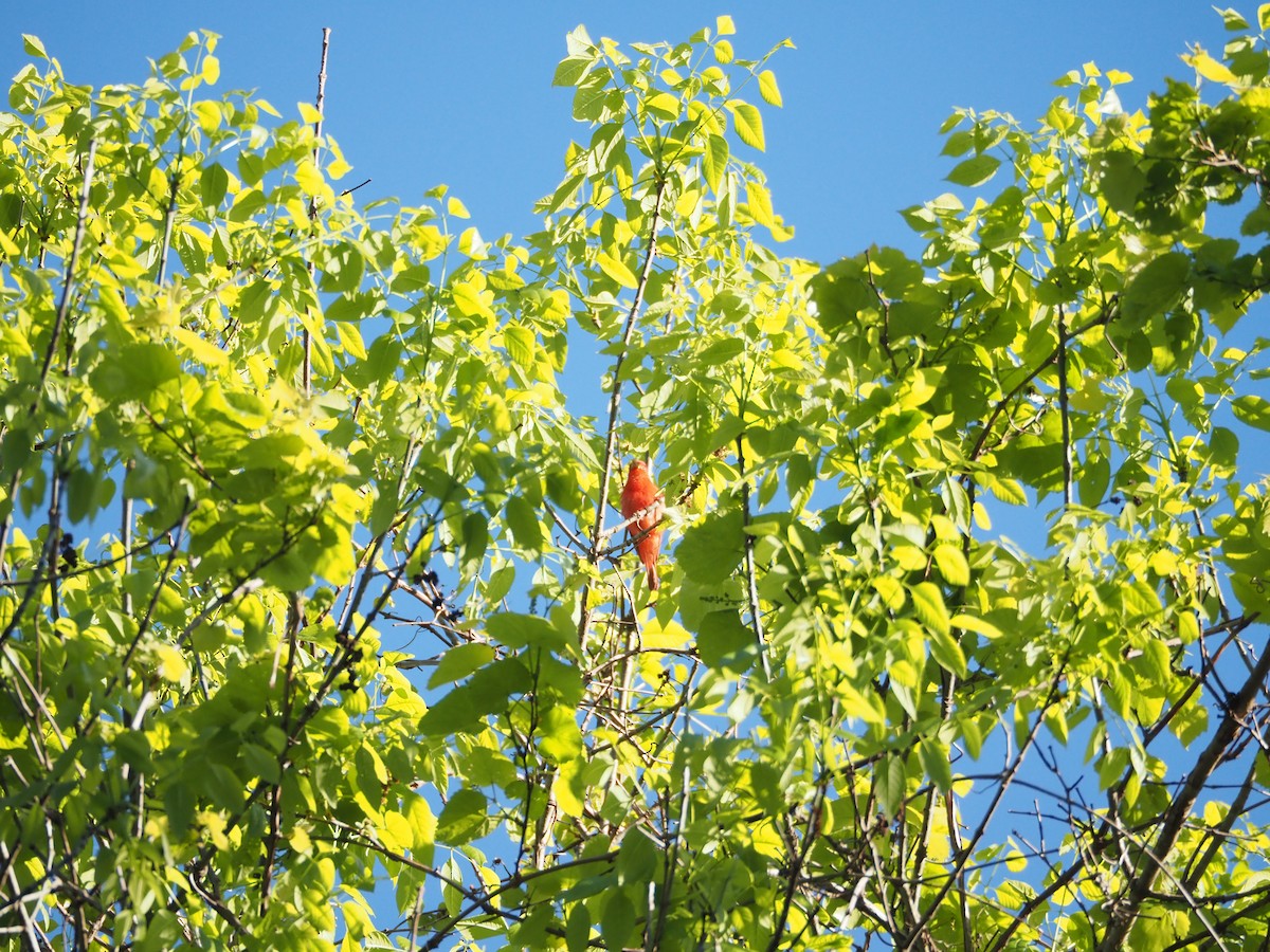 Summer Tanager - david parsley
