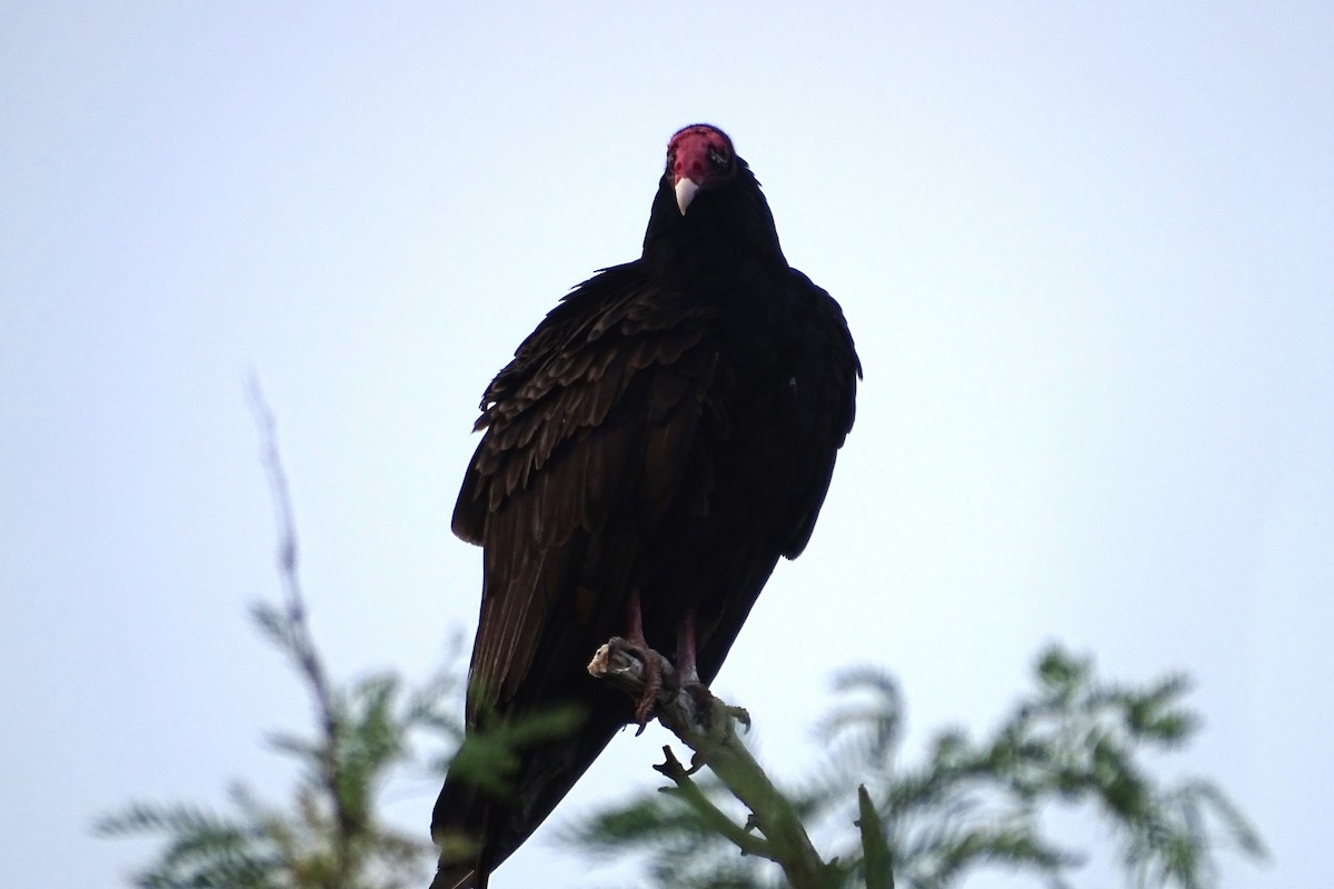 Turkey Vulture - ML617937968