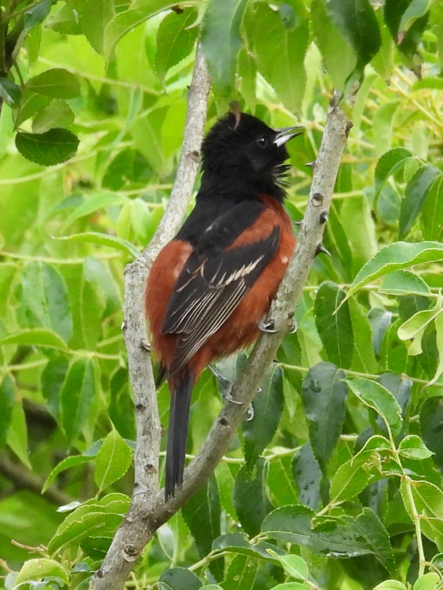 Orchard Oriole - ML617938001