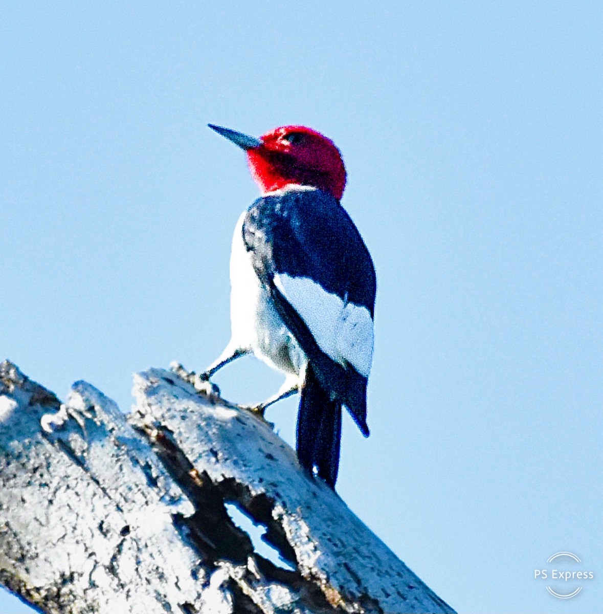 Red-headed Woodpecker - ML617938020