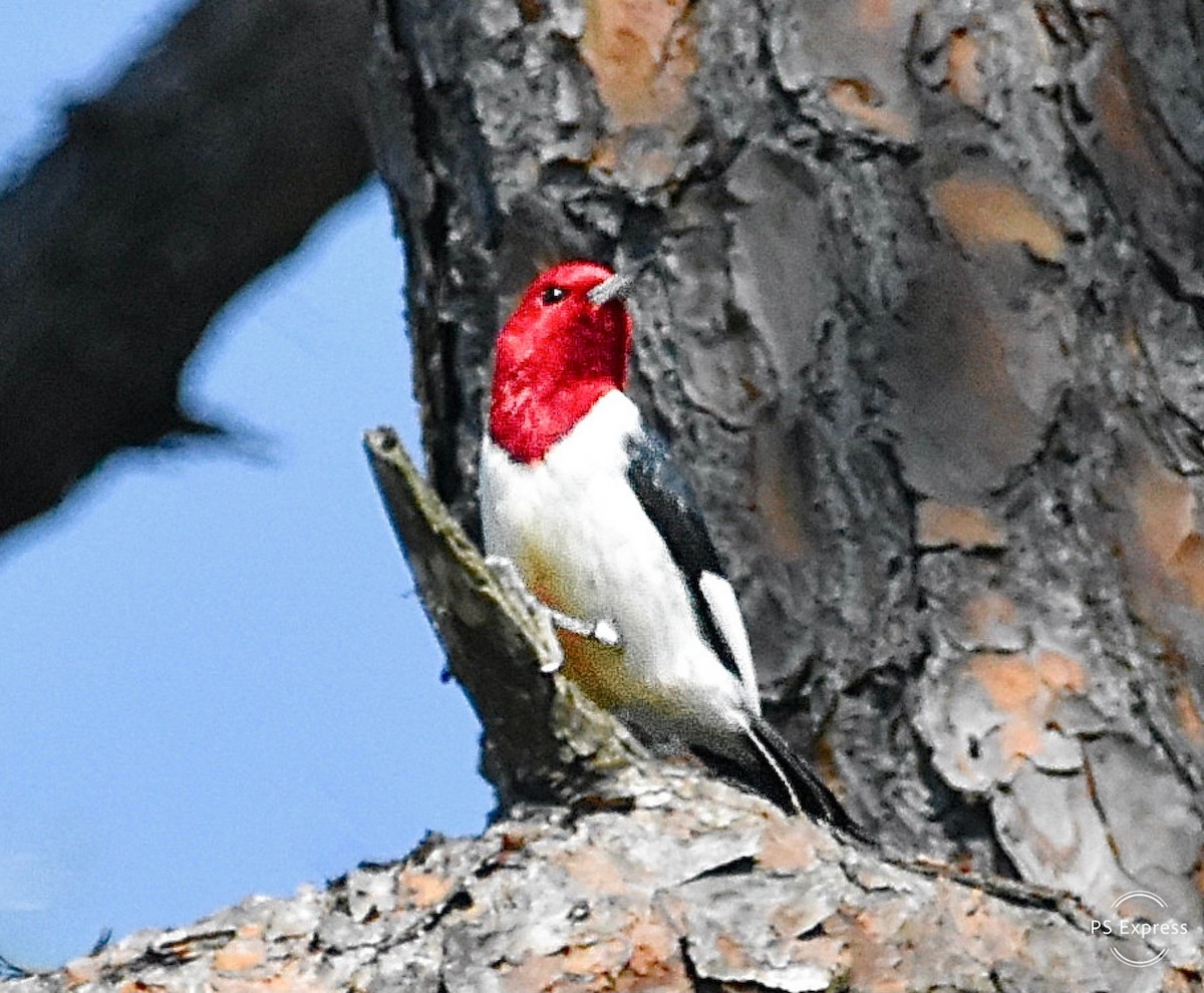 Red-headed Woodpecker - Michael Brower