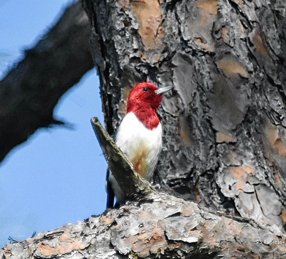 Red-headed Woodpecker - ML617938024