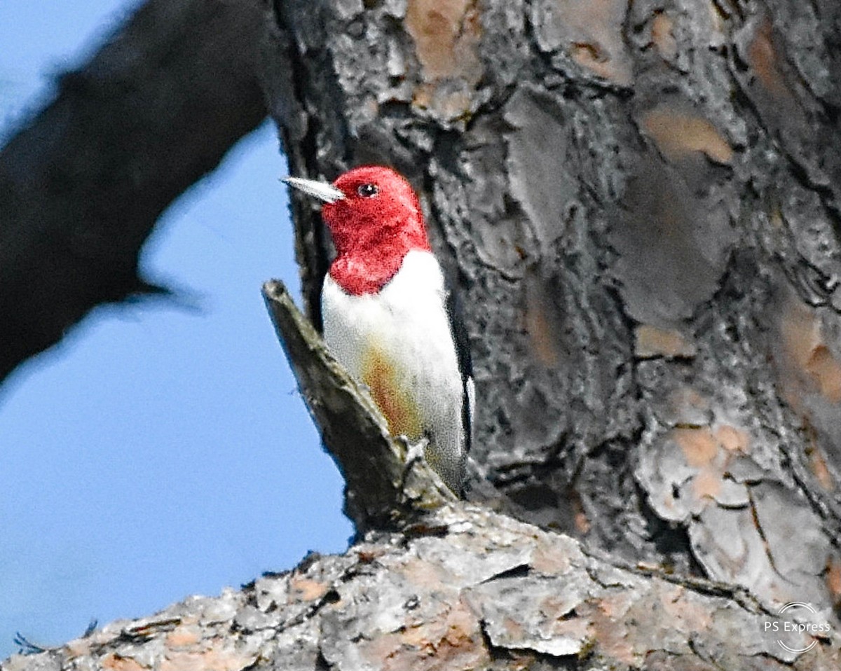 Red-headed Woodpecker - ML617938025